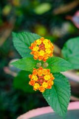 orange flower in the garden, yellow flowers in the garden, orange flower with leaves, wildflowers, tiny flowers