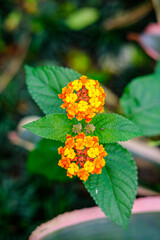 orange flower in the garden, yellow flowers in the garden, orange flower with leaves, wildflowers, tiny flowers