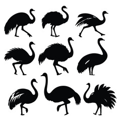 create black silhouette ostrich set vector with white background