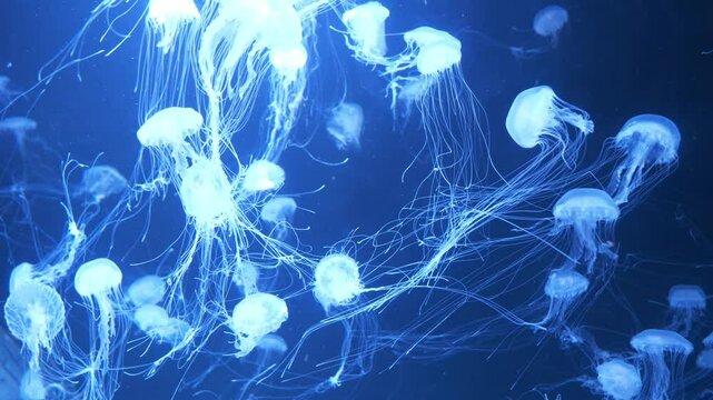 Slow Motion Many white medusas swim in blue water