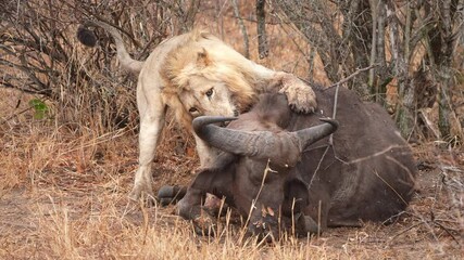 African Lion (Panthera leo) male has killed a Cape Buffalo and now plays with it like a cat with a toy. Early morning, early spring in Africa. Slow motion, 25 percent natural speed.