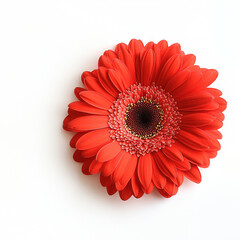A vibrant red gerbera flower, showcasing intricate petals and a captivating structure, perfect for nature-themed projects.