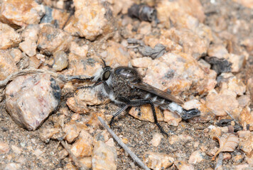 Detailed view of a Hammertail Robber fly in the genus Efferia insect on rocky ground in Colorado