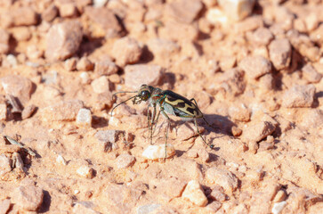 An Oblique lined Tiger Beetle Cicindela tranquebarica perched on rocky terrain in Colorado during a sunny afternoon