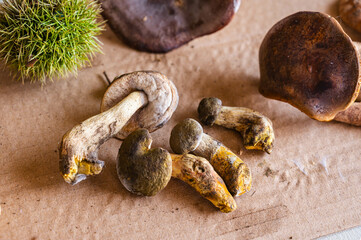 収獲したキアミアシイグチ