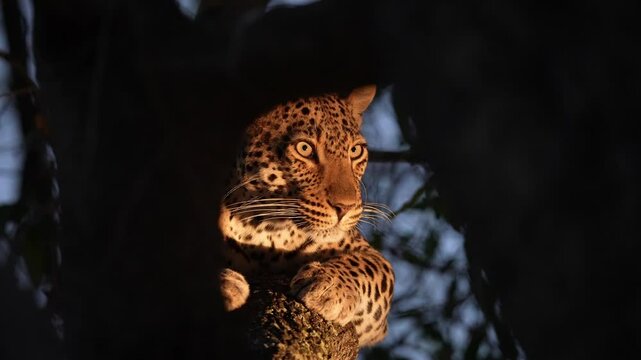 Female Leopard (Panthera pardus) hidden in a tree watching for prey below. Slow motion, 25 percent natural speed.