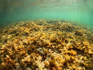 School of small yellow swimming fish in the murky sea. Fish and green water background. School of fish, water wildlife, adventure snorkel trip. Snorkeling with the marine life, underwater photography.