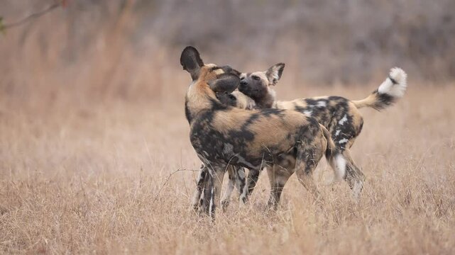 The African wild dog (Lycaon pictus), the painted dog or Cape hunting dog, is a wild canine native to sub-Saharan Africa, an endangered species. Social interaction. Slow motion, 25% natural speed