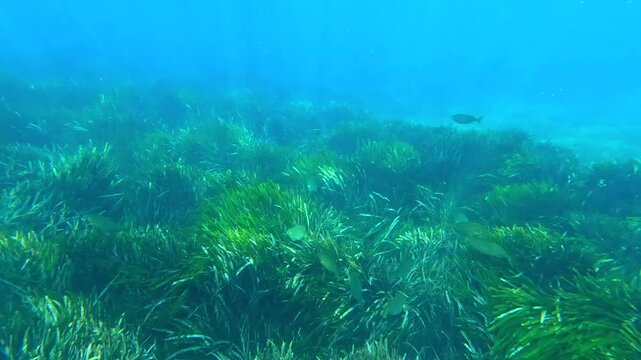 Fauna marina en el mar mediterr&aacute;neo en busca de alimento entre algas