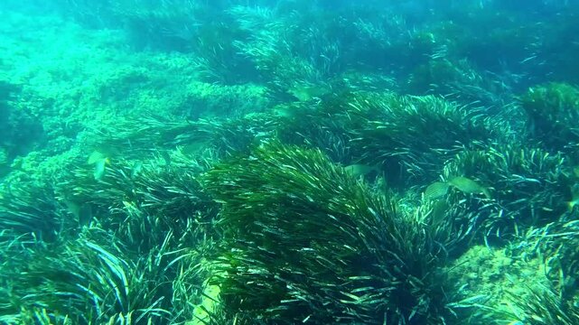 Fauna marina en el mar mediterr&aacute;neo en busca de alimento entre algas