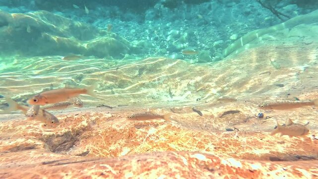 Peces buceando en agua de rio muy clarita 