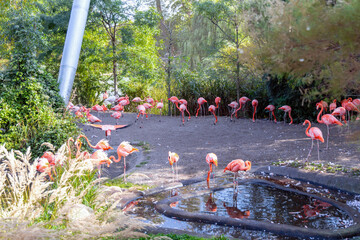 A flock of pink flamingo birds in the park