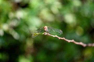 Dragonfly sits on a branch. Macro photo of a dragonfly