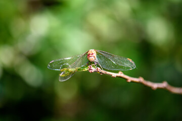 Dragonfly sits on a branch. Macro photo of a dragonfly