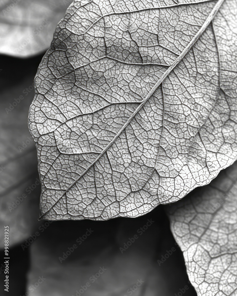 Poster close-up of a leaf vein structure in high resolution,