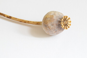 Dried poppy head isolated on a white background.