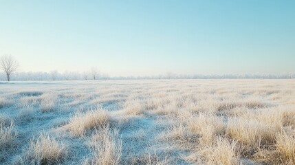 Expansive snowy field with delicate frost on the grasses, under a clear winter sky