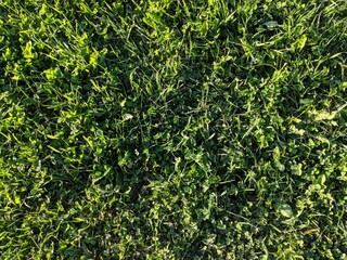 green grass texture