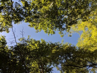 leaves against sky