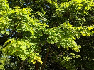 green leaves background