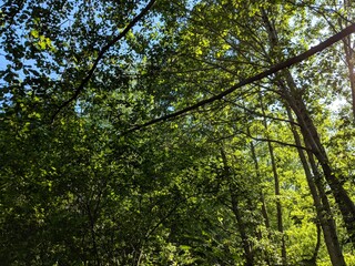 green leaves in the sun
