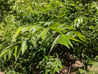 green plantation