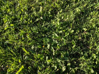 green grass background