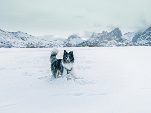 retrato de perro border collie en un valle de nieve con monta&ntilde;as