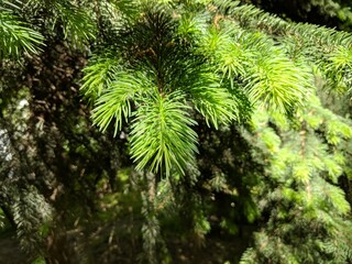 leaves on the pain tree