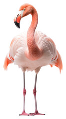 Fototapeta premium PNG Flamingo flamingo animal bird.