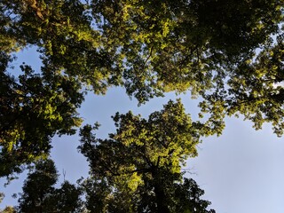 trees and sky