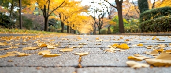  Amidst a street, yellow leaves scatter the ground Trees line both sides of the road, their background showcases a backdrop of these autumnal elements