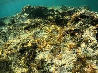 Swimming school of yellow fish in the green murky sea. Fish and green water background. School of fish, water wildlife, adventure snorkel trip. Snorkeling with the marine life, underwater photo.