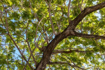 Trees of the tropics - a beautiful island tree canopy over the beach of North Bimini island is a front line defense for climate change