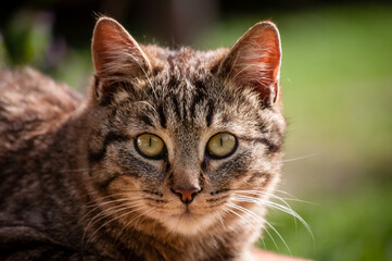 Close-Up Portrait of a Tabby Cat with Intense Green Eyes
