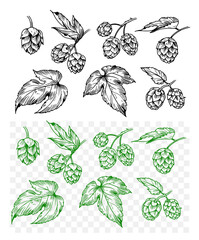 Hops plant, set of illustrations, engraving style, monochrome vector drawing