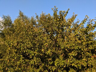 Obraz premium yellow leaves on a tree