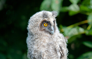 great grey owl