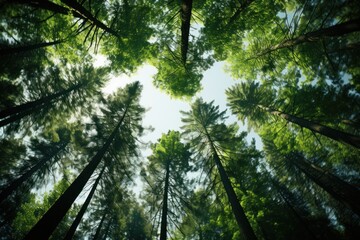 Fototapeta premium Sunlight streams through the vibrant green leaves of tall trees in a serene forest setting