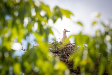 Detail of a stork in its nest