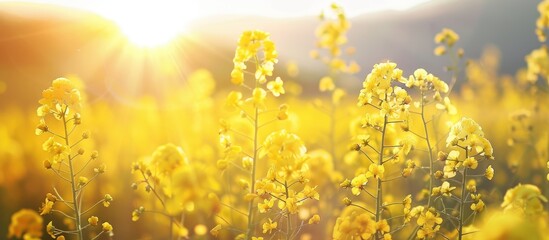 A Yellow Canola Oil Seed Flower Field Background