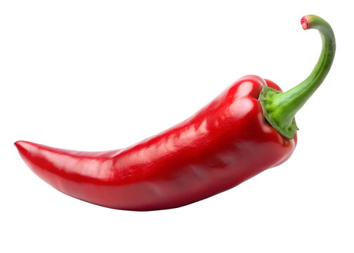 Single red chili pepper isolated on a png background
