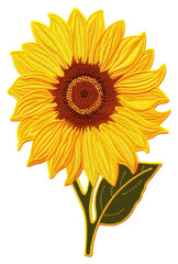 Fototapeta premium PNG Sunflower yellow plant white background.