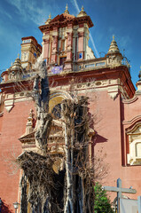 Ficus tree (111 years old) planted in 1913 in the Triana neighborhood of Seville, parish of San Jacinto. Drastic pruning in 2022.