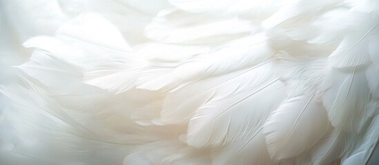 Obraz premium White Feathers Texture