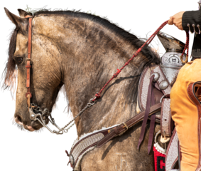 caballo, cabeza, correa, animal, ecuestre, charreria, jalisco