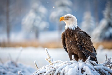Majestic bald eagle perched on snow-covered branch in winter forest