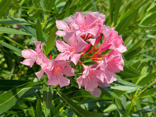 Pink flowers of Oleander nerium plant 