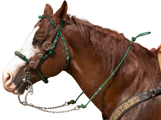 caballo, cabeza, correa, animal, ecuestre, charreria, jalisco