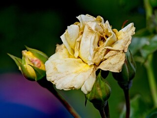 Wilted rose at the end of the season